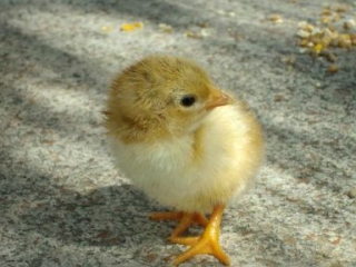 Bienvenue a la ferme